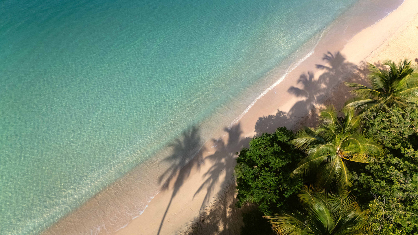 Palm Trees - Les Salines, Martinique